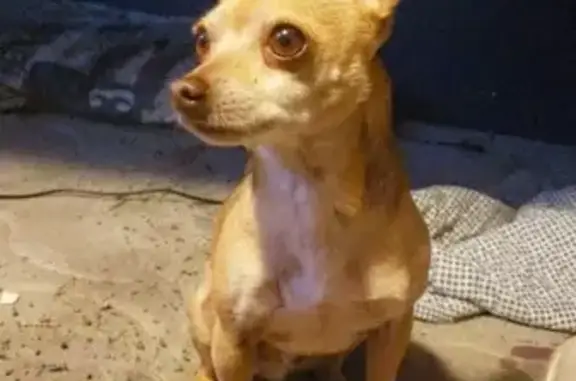 Lost Chihuahua Mix in Hesperia - Help Find Krash!