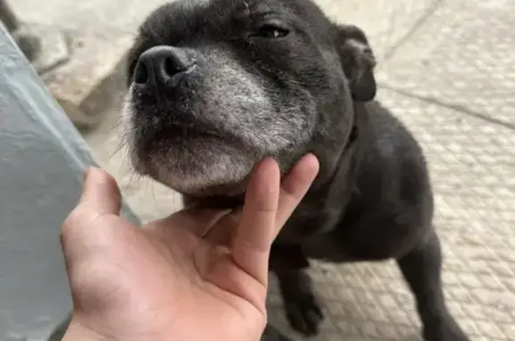 Chien trouvé Wingles, photo: Chien bully trouvé à Wingles