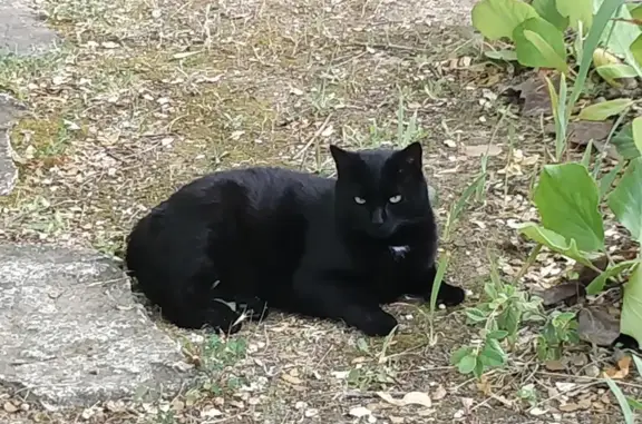 Chat trouvé Éguilles, photo: Chat noir perdu à Éguilles