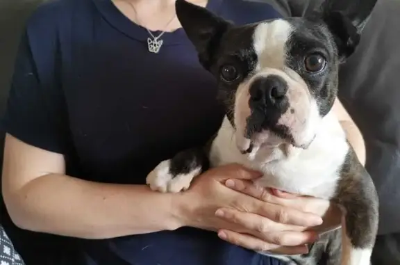 Lost Brindle Boston Terrier - Luneville Rd!