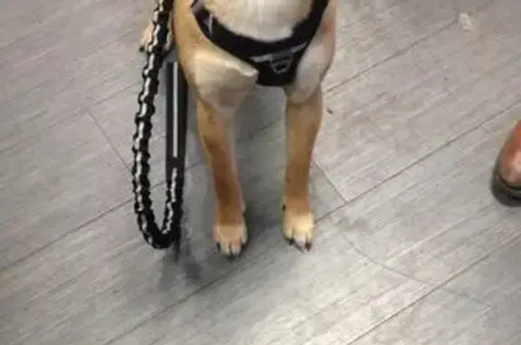 Chien perdu Ingré, photo : Shiba Inu perdu à Ingré, sans collier