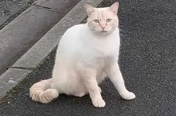 Chat blanc rayé roux, yeux bleus - photo