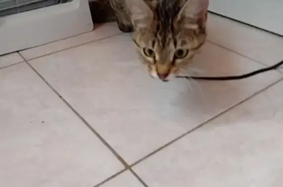 Chat affamé trouvé aux Achards - photo