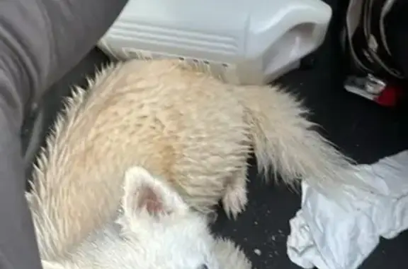 Chien trouvé , photo: Chien perdu près de Lizy-sur-Ourcq