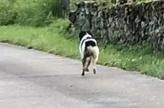 Chien noir et blanc perdu à Courmangoux - photo