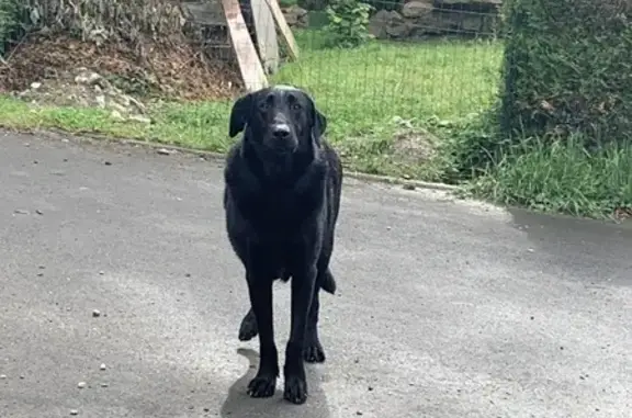 Chien trouvé , photo: Chien noir trouvé à Métairies