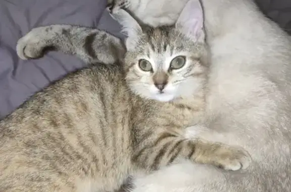 Chat perdu, Le Relecq-Kerhuon, photo: Chatte tigrée perdue au Relecq-Kerhuon