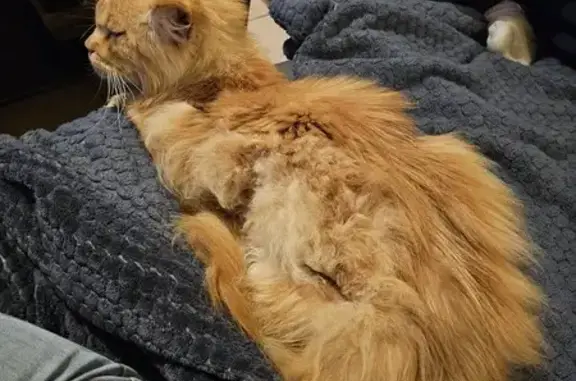 Maine Coon roux sauvé à Brive - photo