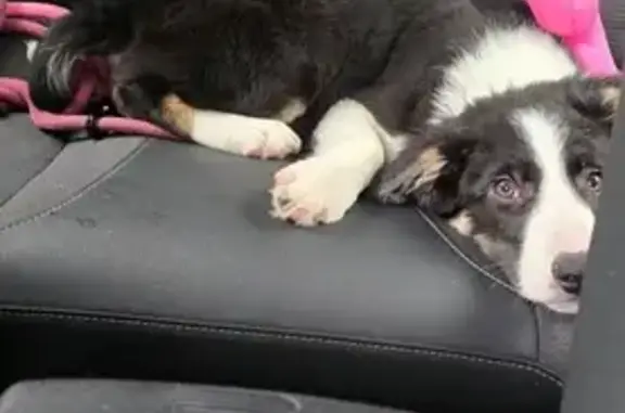 Chien perdu , photo : Chien disparu: Gaya, Border Collie
