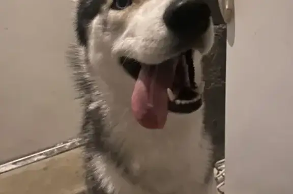 Chien trouvé Neuvy-le-Roi, photo: Husky gris-marron trouvé à Neuvy