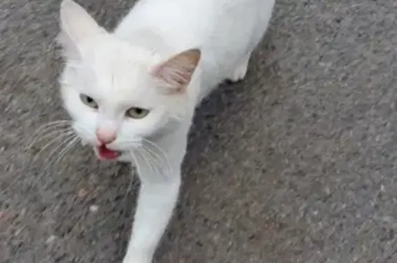 Chat affectueux trouvé à Angoulême - photo