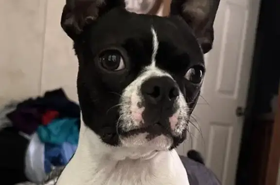 Lost Boston Terrier! Black & White Female - Help!