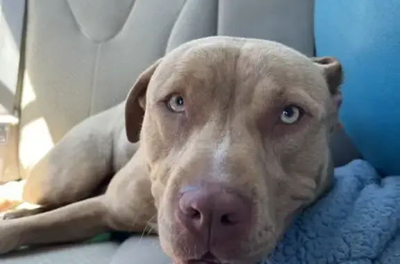 Lost Pit Bull Found in Whitehall - Help!