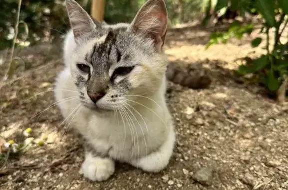 Animaux trouvés Sartène, photo: Chat sociable trouvé à Sartène
