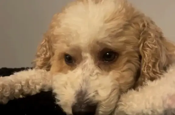 Lost: Tan Mini Poodle Max in Ogden - Help!