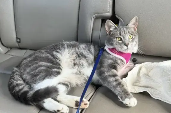 Lost Friendly Grey Tabby Cat Colby in Buford!