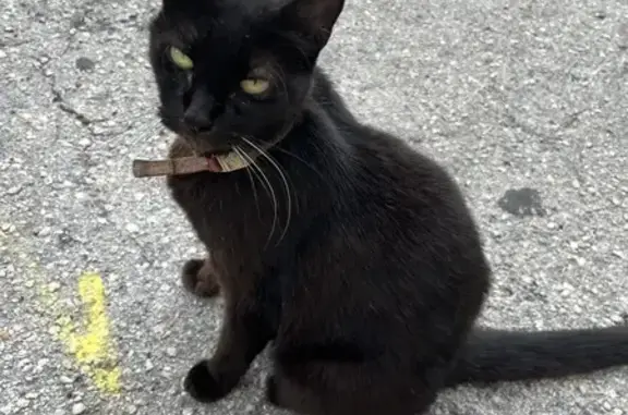 Lost Senior Black Cat - Miami Beach #65