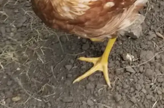 Lost and found pets Conshohocken, photo: Lost Hen Alert: Tan/White Chick in Conshohocken!