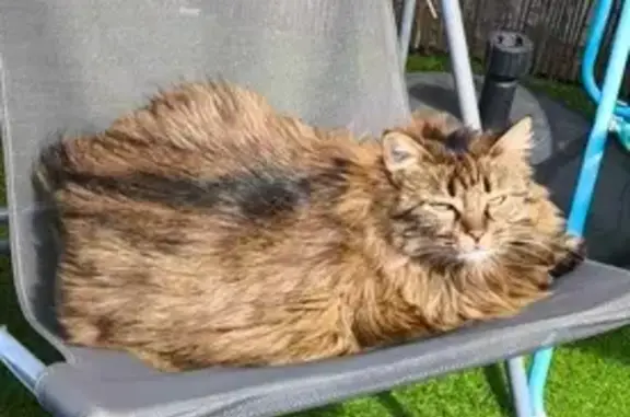 Chat perdu, Illats, photo: Mimissiku, chat doux perdu à Illats
