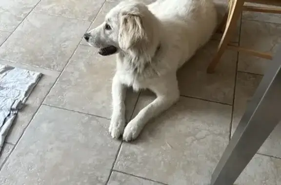 Animaux trouvés Villenauxe-la-Grande, photo: Labrador blanc perdu à Villenauxe