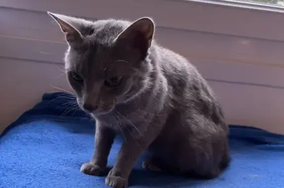 Animaux trouvés Roubaix, photo: Chaton gris blessé trouvé à Roubaix