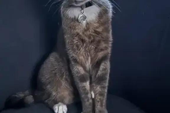 Chat perdu, Le Mans, photo: Chat tigré gris perdu au Mans