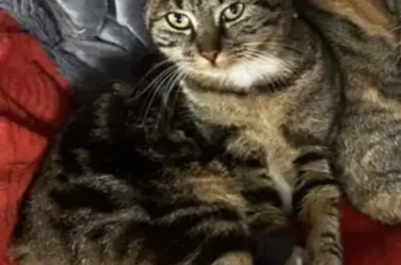 Animaux perdus Audincourt, photo: Chatte tigrée disparue à Audincourt