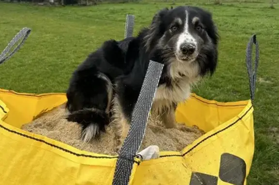Chien perdu Mouchamps, photo : Chien border collie perdu à Mouchamps