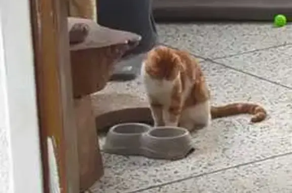 Chat roux perdu à Combrailles - photo