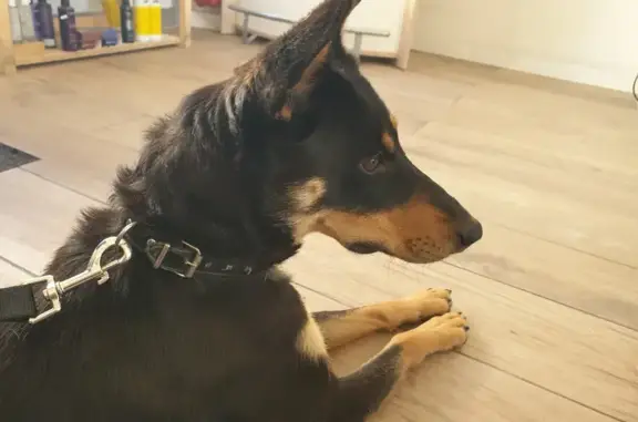 Chienne affectueuse trouvée - photo