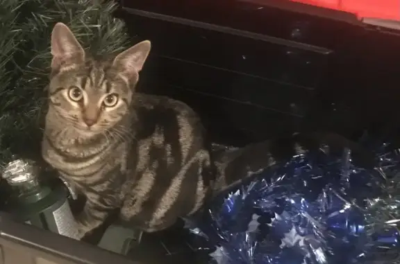 Chat perdu, Pordic, photo: Chat disparu Garçon, Pordic (fl509490)