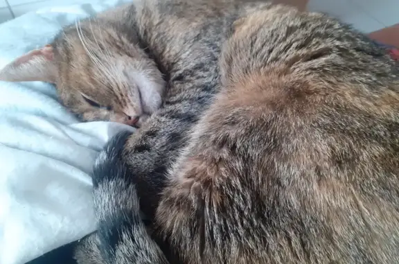 Chat perdu, Saint-Pierre-le-Moûtier, photo: Chat disparu Fille, Saint-Pierre-le-Moûtier (fl509481)