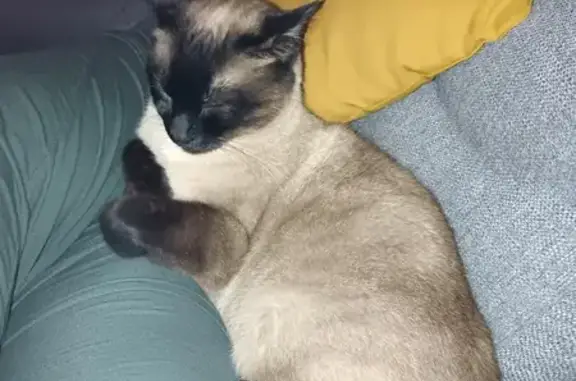 Chat perdu, Piolenc, photo: Chat disparu Garçon, Piolenc (fl509494)