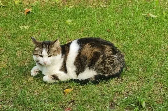 Chat perdu, Salon-de-Provence, photo: Chat disparu Garçon, Salon-de-Provence (fl509495)