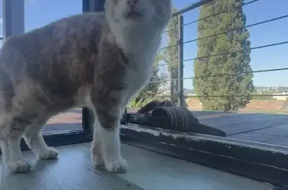 Chat trouvé Fille, Cannes (ff509498) - photo