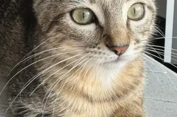 Animaux perdus Quimper, photo: Chat disparu Fille, Quimper (fl509501)
