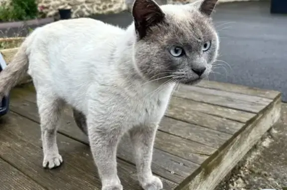 Chat trouvé Garçon (ff509507) - photo