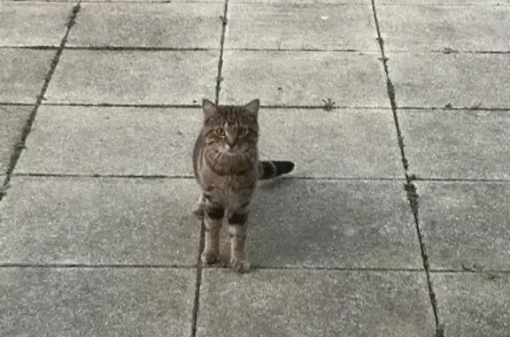 Chat trouvé Garçon (ff509508) - photo