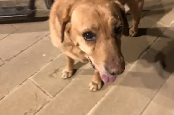 Chien trouvé Garçon (ff509509) - photo