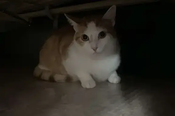 Animaux trouvés Faulquemont, photo: Chat trouvé Garçon, Faulquemont (ff509512)