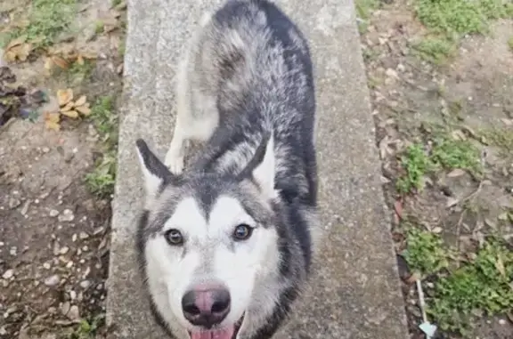 Found dog, Houston