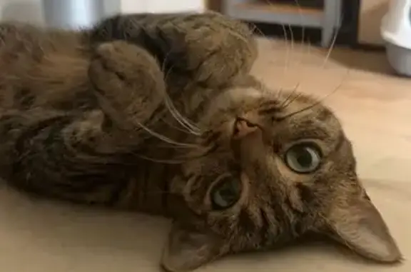 Chat perdu, , photo: Chat tigré Pablita disparu