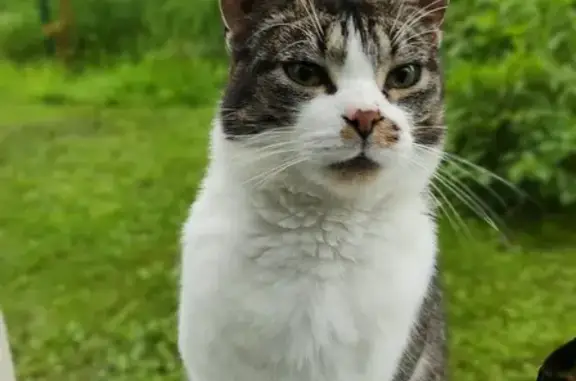 Chatte tatouée trouvée à Gundershoffen - photo