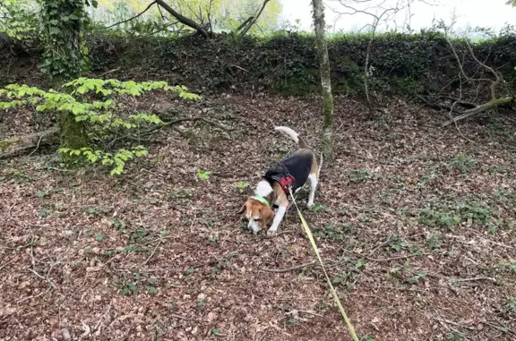Chien perdu Bannalec, photo : Chien beagle perdu à Bannalec