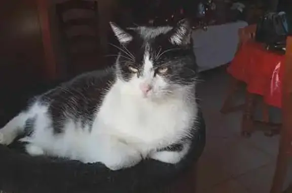 Chat perdu, , photo: Chat Whisky noir/blanc perdu