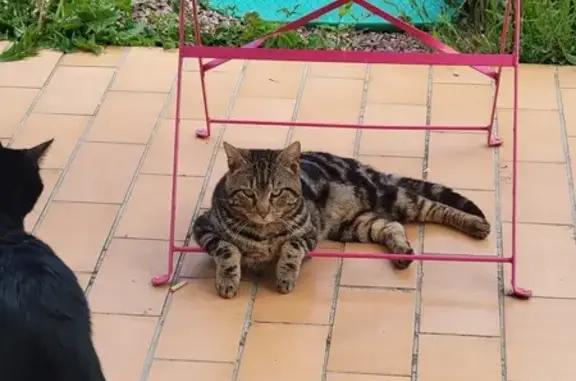 Chat mâle trouvé à Lisieux - photo