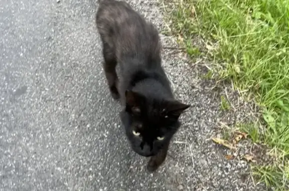 Chat maigre trouvé à Lourdes - photo