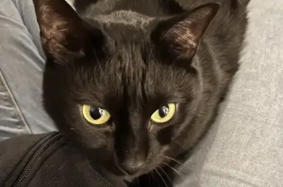 Animaux perdus Rueil-Malmaison, photo: Chat noir potelé Whisky perdu