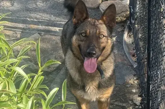 Found! Trained Shepherd-Husky Mix in Carrollton