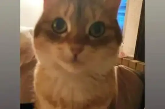 Animaux perdus Saint-Renan, photo: Chatte Cannelle disparue à St-Renan